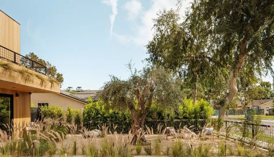 Garden and olive tree at 5034 Varna Ave